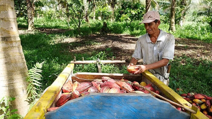  Indonesia Cocoa Plantation