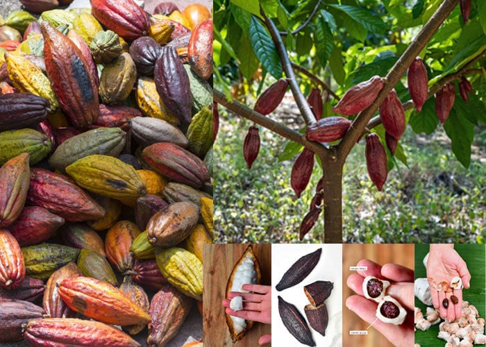 Cocoa Tree