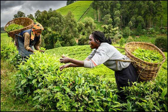 Kenya Tea Plantation