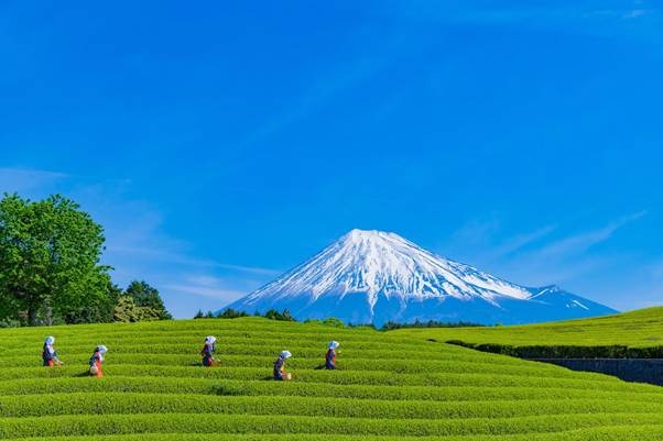 Japan Tea Plantation